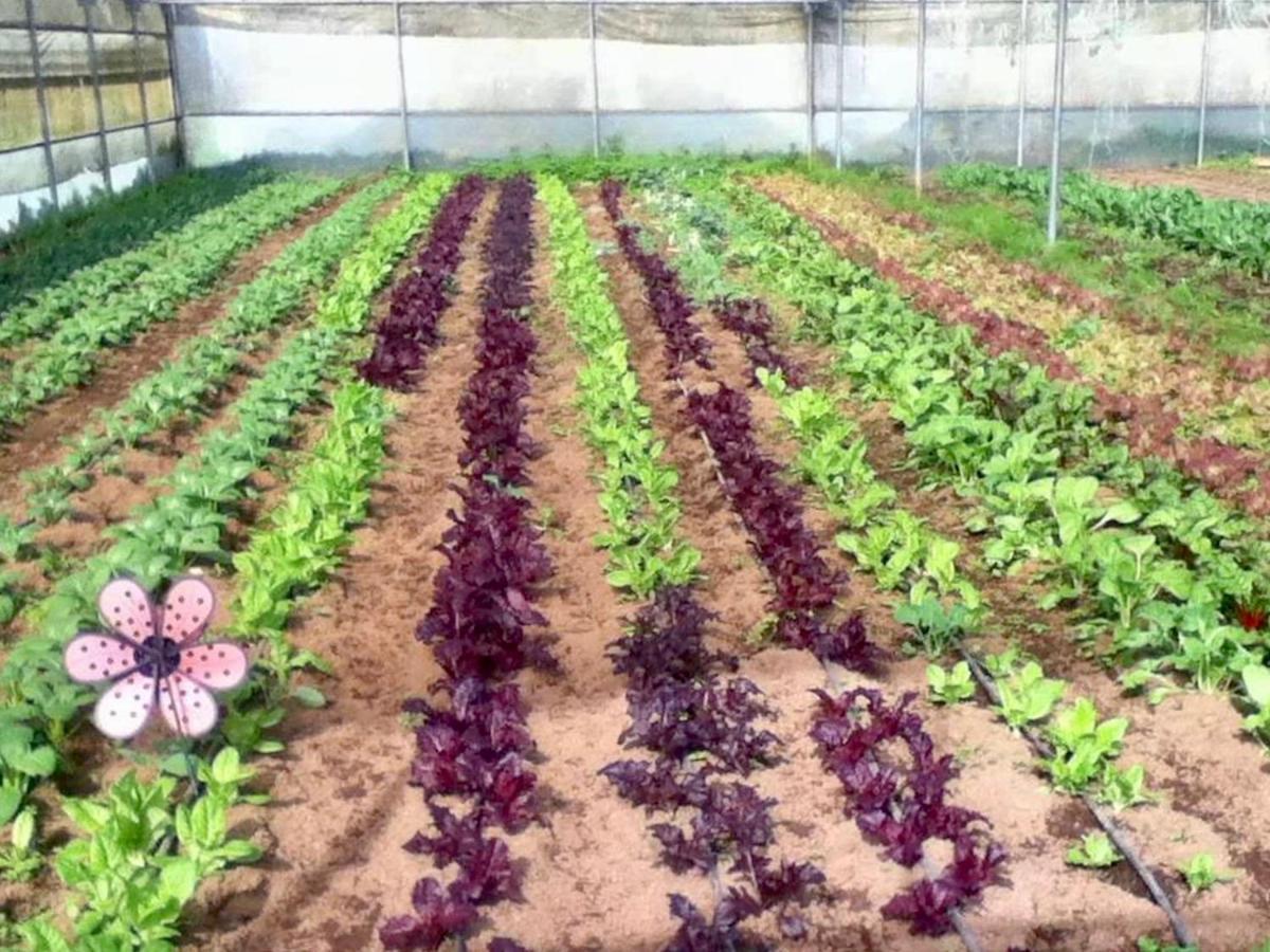 Quinta Dos Sabores Farm Bauernhof Ribeira Grande